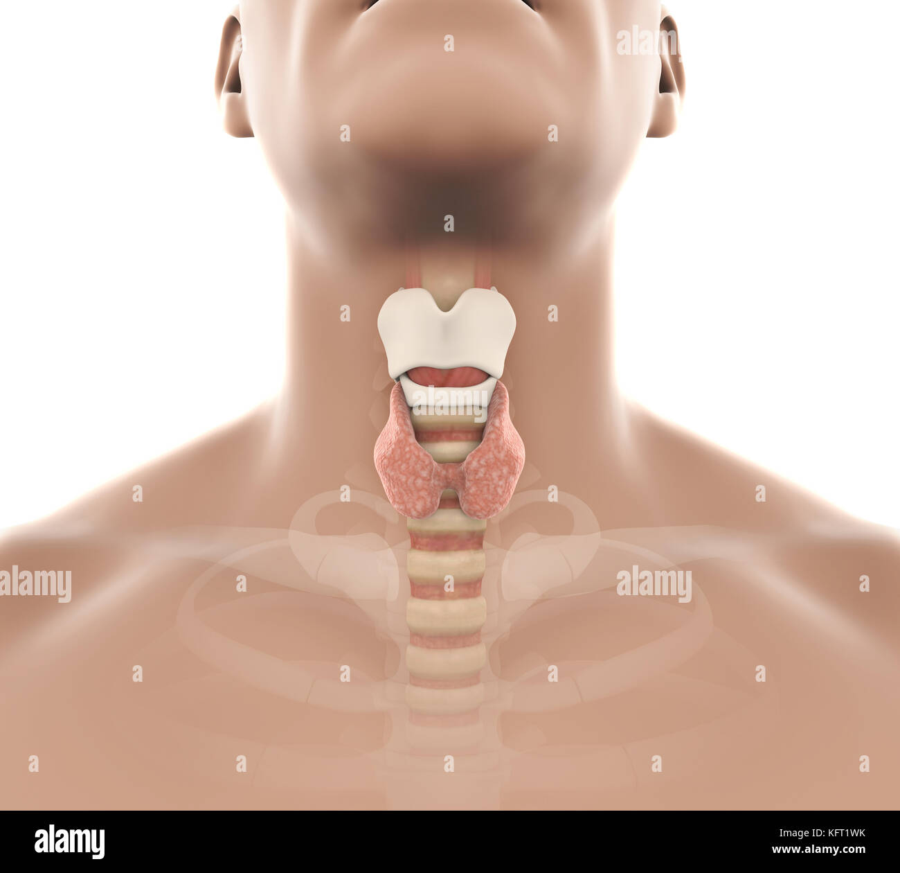 Les droits de l'anatomie de la glande thyroïde illustration Banque D'Images