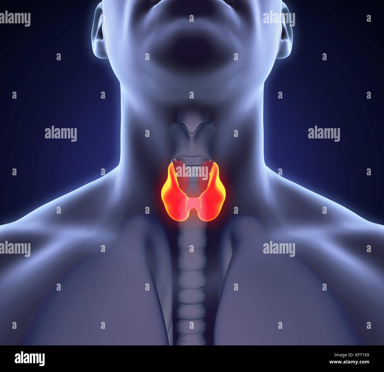 Les droits de l'anatomie de la glande thyroïde illustration Banque D'Images