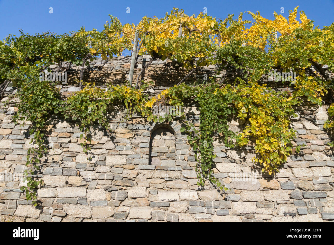 Vignobles en terrasse fabriqués à partir de murs en pierre sèche près de Weißenkirchen dans la zone touristique populaire de Wachau, Basse-Autriche Banque D'Images