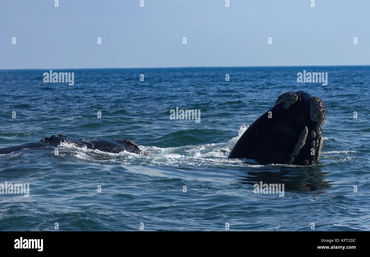 Les baleines franches australes, hermanus, Western Cape, Afrique du Sud Banque D'Images