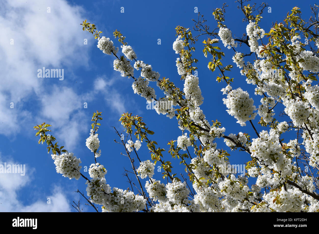 Fleur de cerisier blanc contre un beau bleu ciel du printemps. Banque D'Images