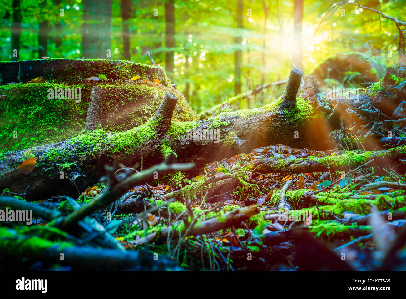 Les rayons du soleil qui brille me l'ancien arbre couvert de mousse dans une forêt Banque D'Images