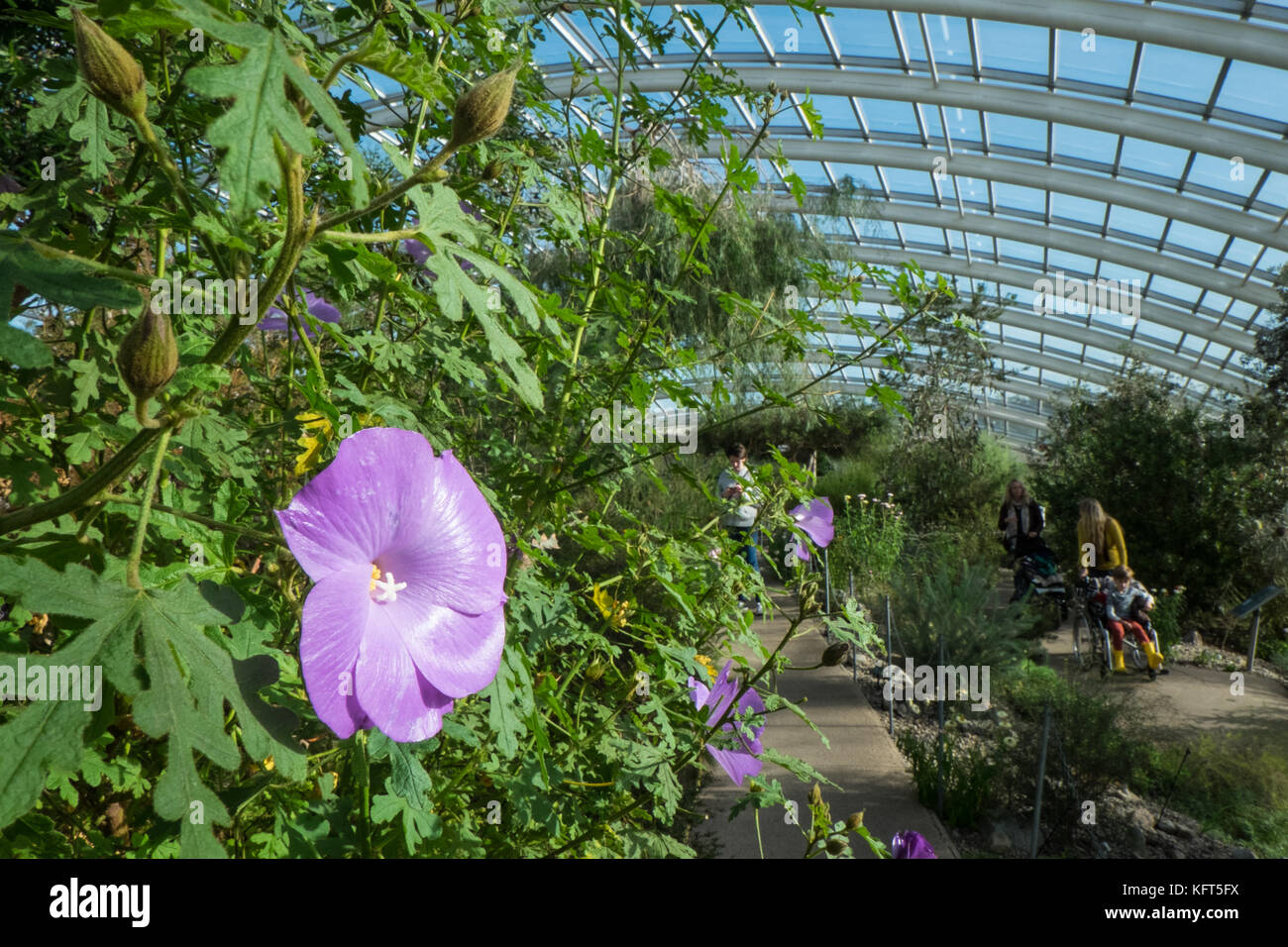 Jardin Botanique National du Pays de Galles,Llanarthney,Carmarthenshire, Pays de Galles, l'Europe.Jardins et Grand Serre,plus gros span serre dans le monde. Banque D'Images