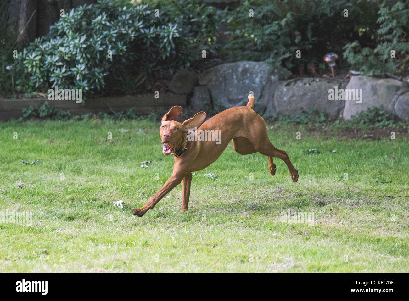 Jeune chien dans la cour à l'extraction de la balle. Banque D'Images