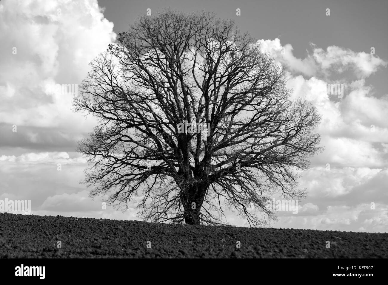 Champ labouré avec des arbres sans feuilles en hiver, photo en noir et blanc Banque D'Images