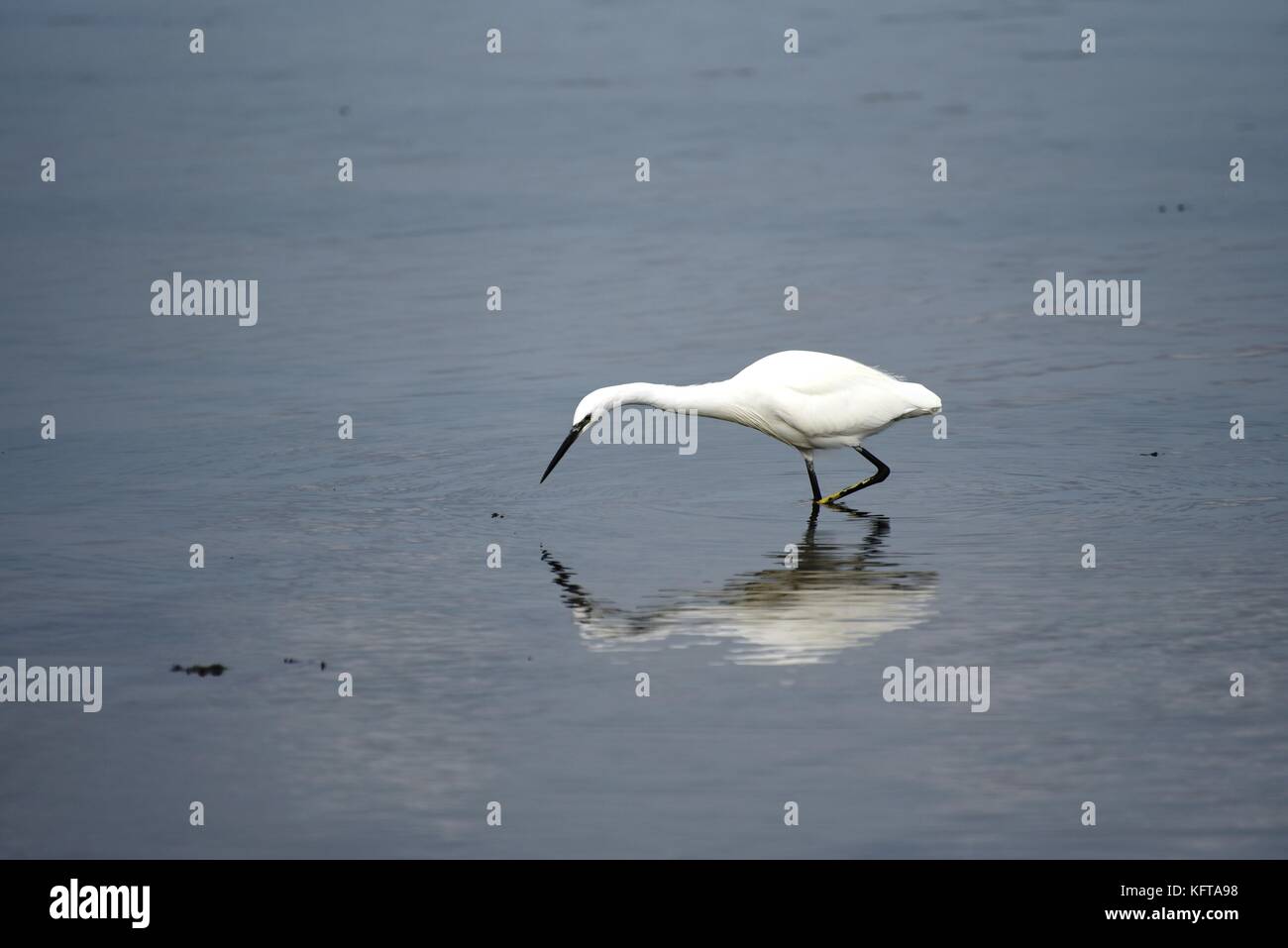 L'aigrette garzette à la crevette et poissons en eaux peu profondes à Arne nature reserve Wareham, Dorset, UK. Banque D'Images