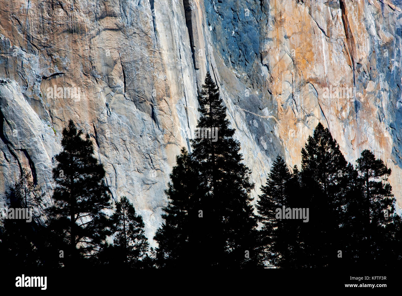 El Capitan avec silhouette d'arbres. Yosemite National Park, Californie Banque D'Images