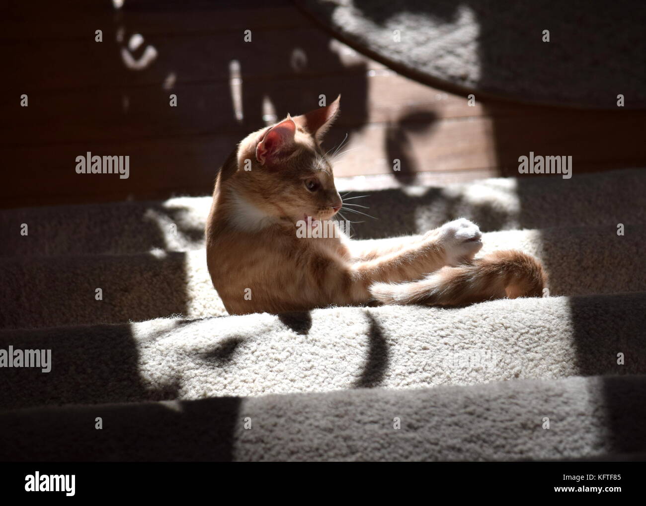 Chaton à jouer Banque D'Images