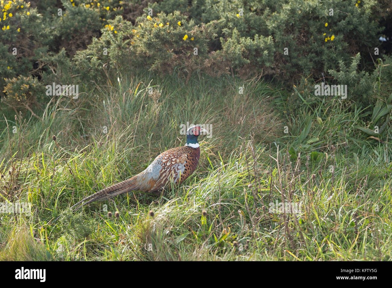 Le faisan, la Chaussée des Géants, Bushmills, Irlande du Nord Banque D'Images