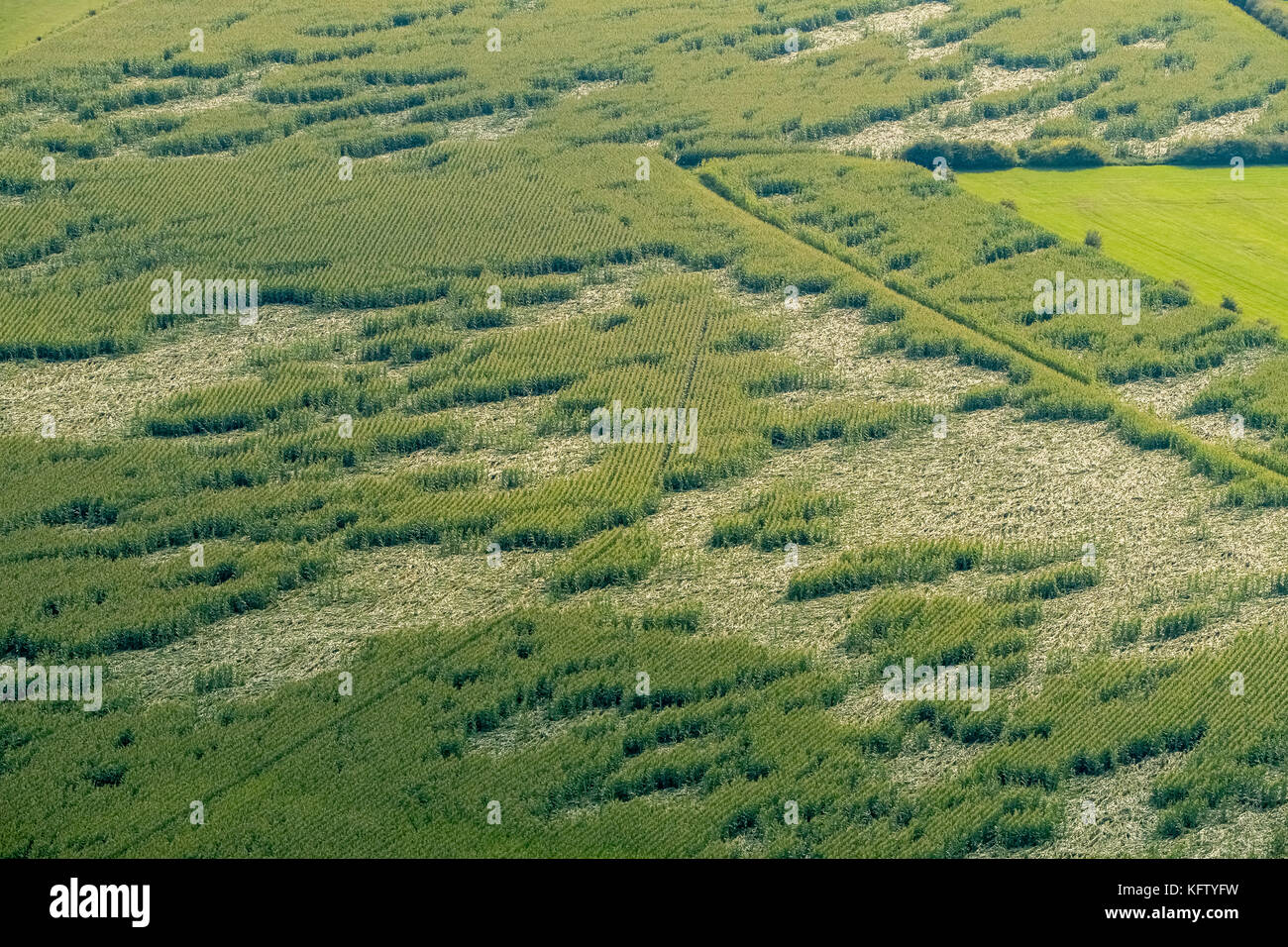 Zone d'inondation Niederrhein à Schenkenschanz, vice wehtes céréales, dégâts de récolte dans un champ, Kleve, Niederrhein, Rhénanie-du-Nord-Westphalie, Allemagne, Europe, Kl Banque D'Images