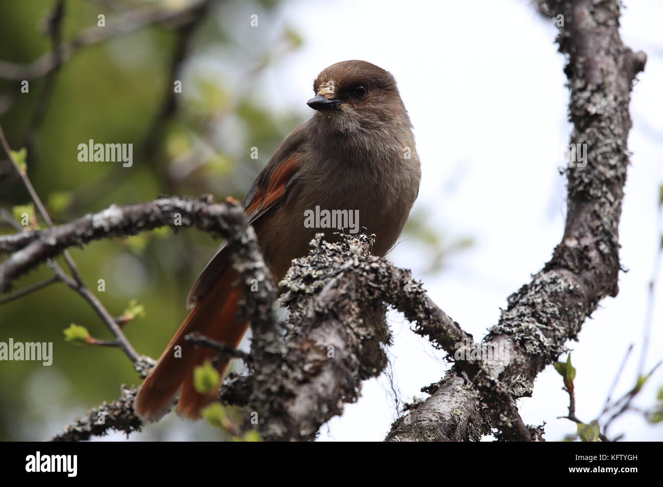 Siberian jay Suède Banque D'Images