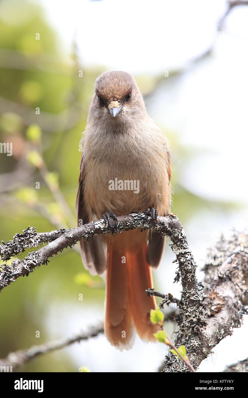 Siberian jay Suède Banque D'Images