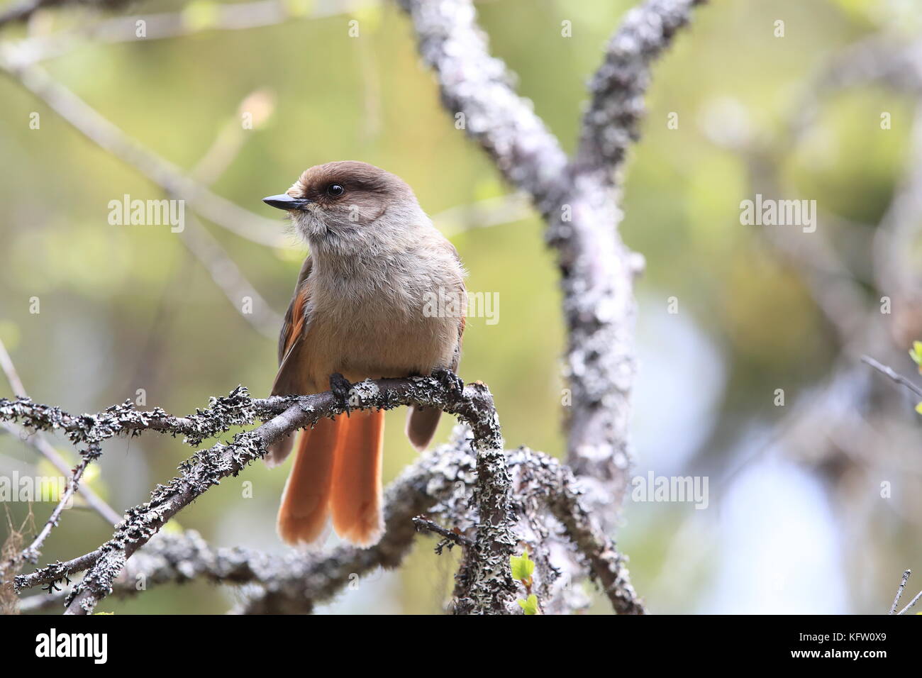 Siberian jay Suède Banque D'Images