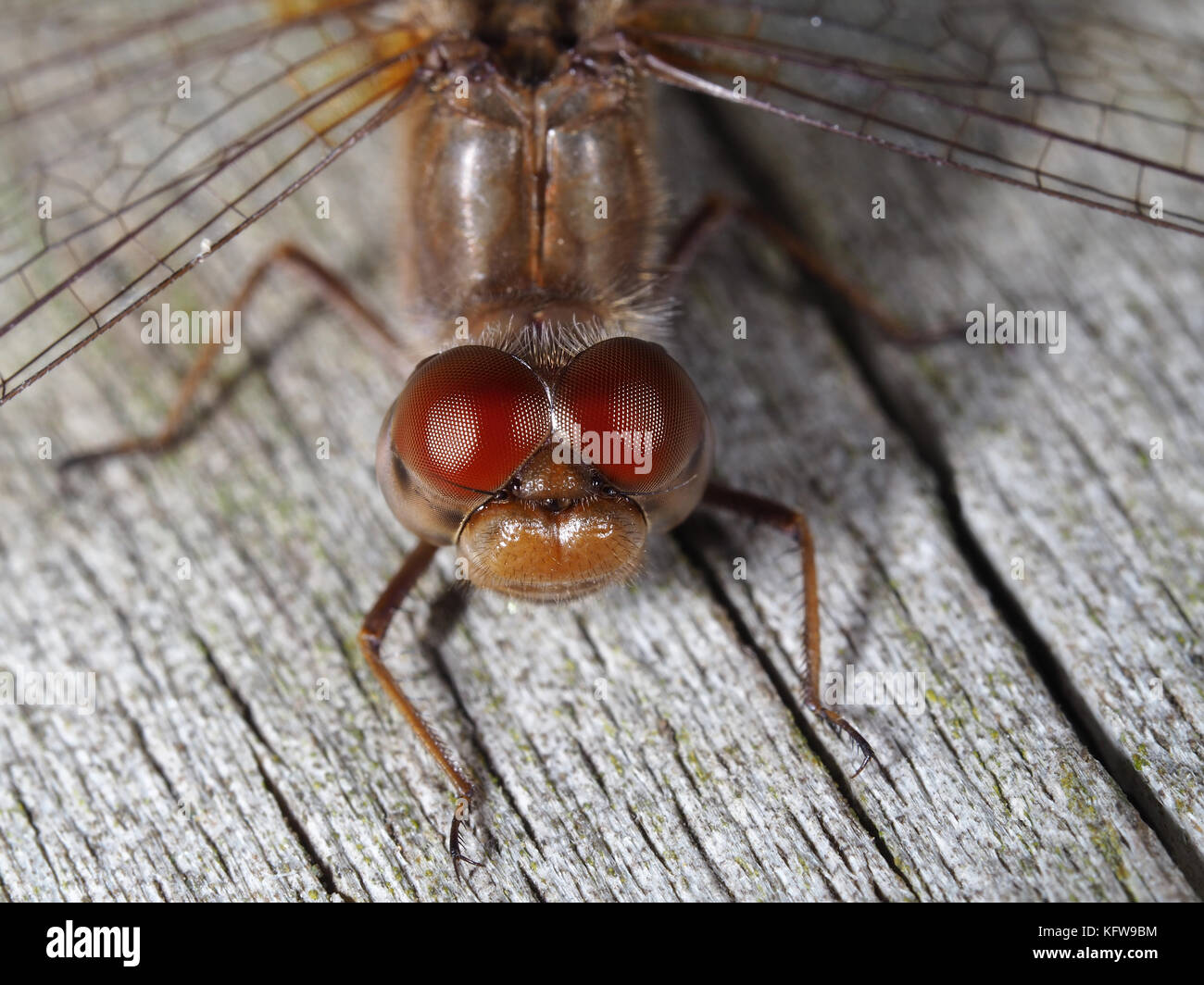 Automne meadowhawk (♀ Sympetrum vicinum) assis sur une surface en bois Banque D'Images