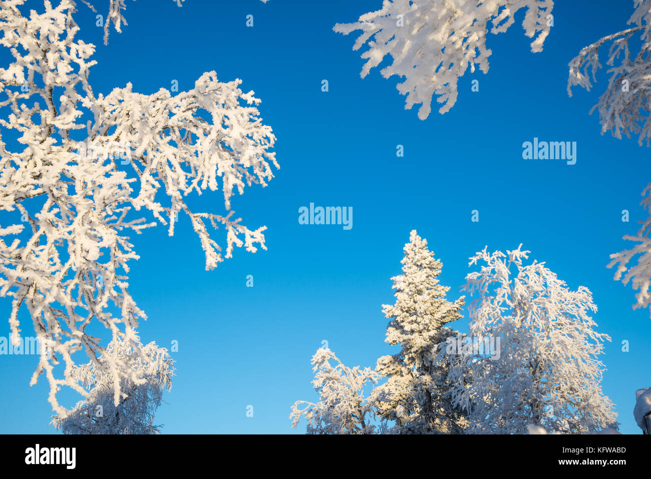 Arbres enneigés d'en bas, le fond de ciel bleu Banque D'Images