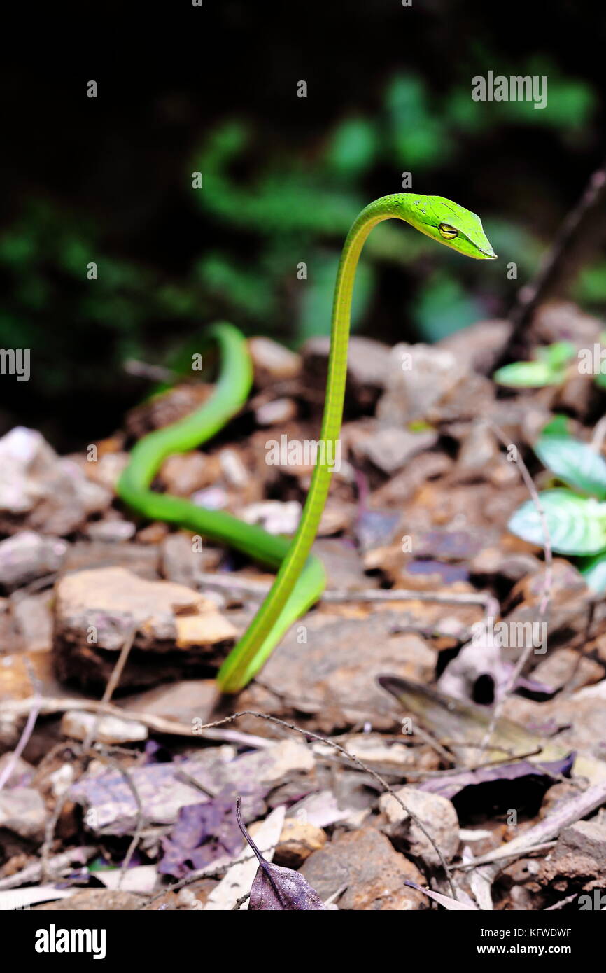 Vert permanent vine snake, Western Ghats, India Banque D'Images