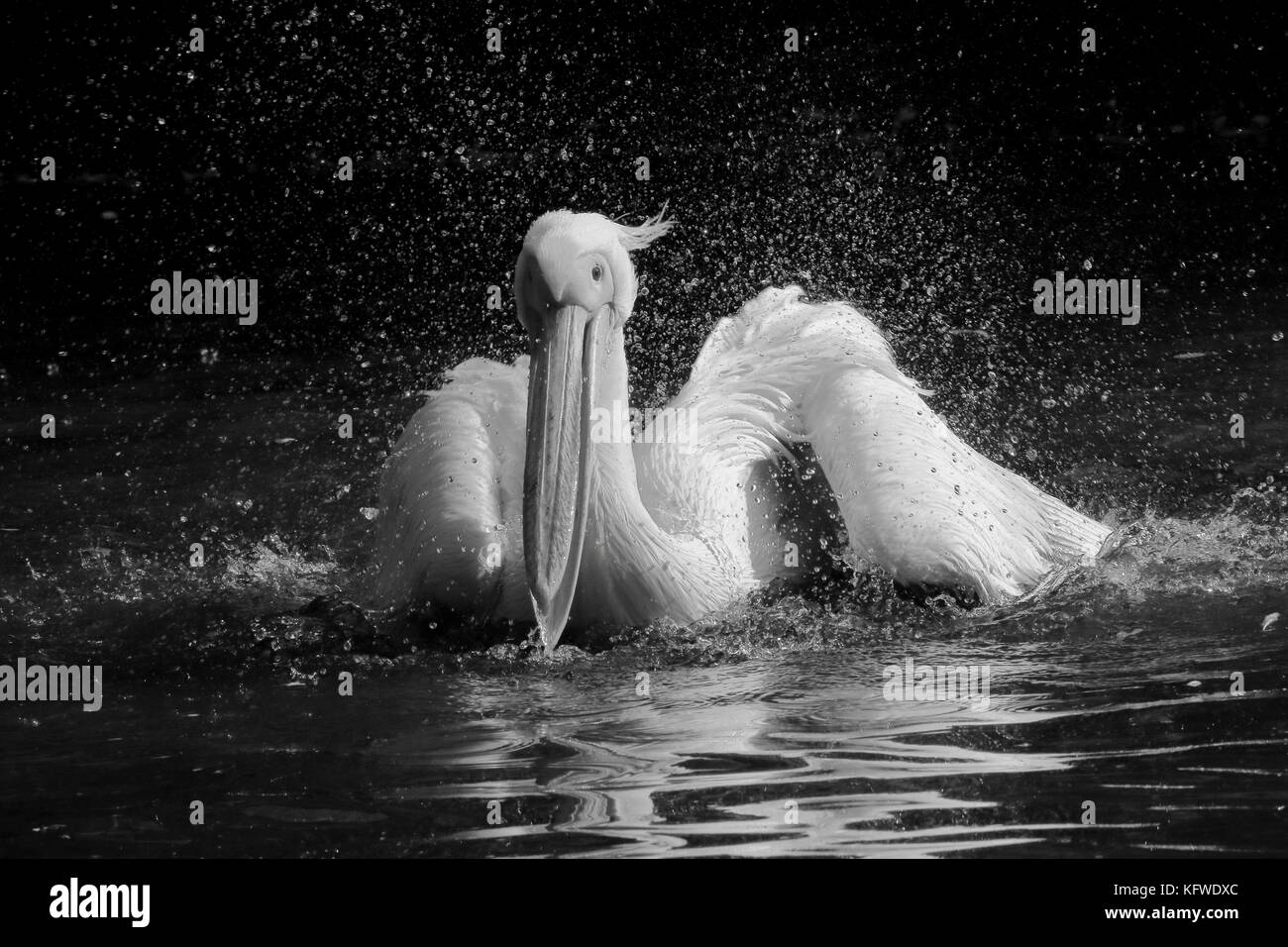 Echelle de great white pelican - Water Splash Banque D'Images
