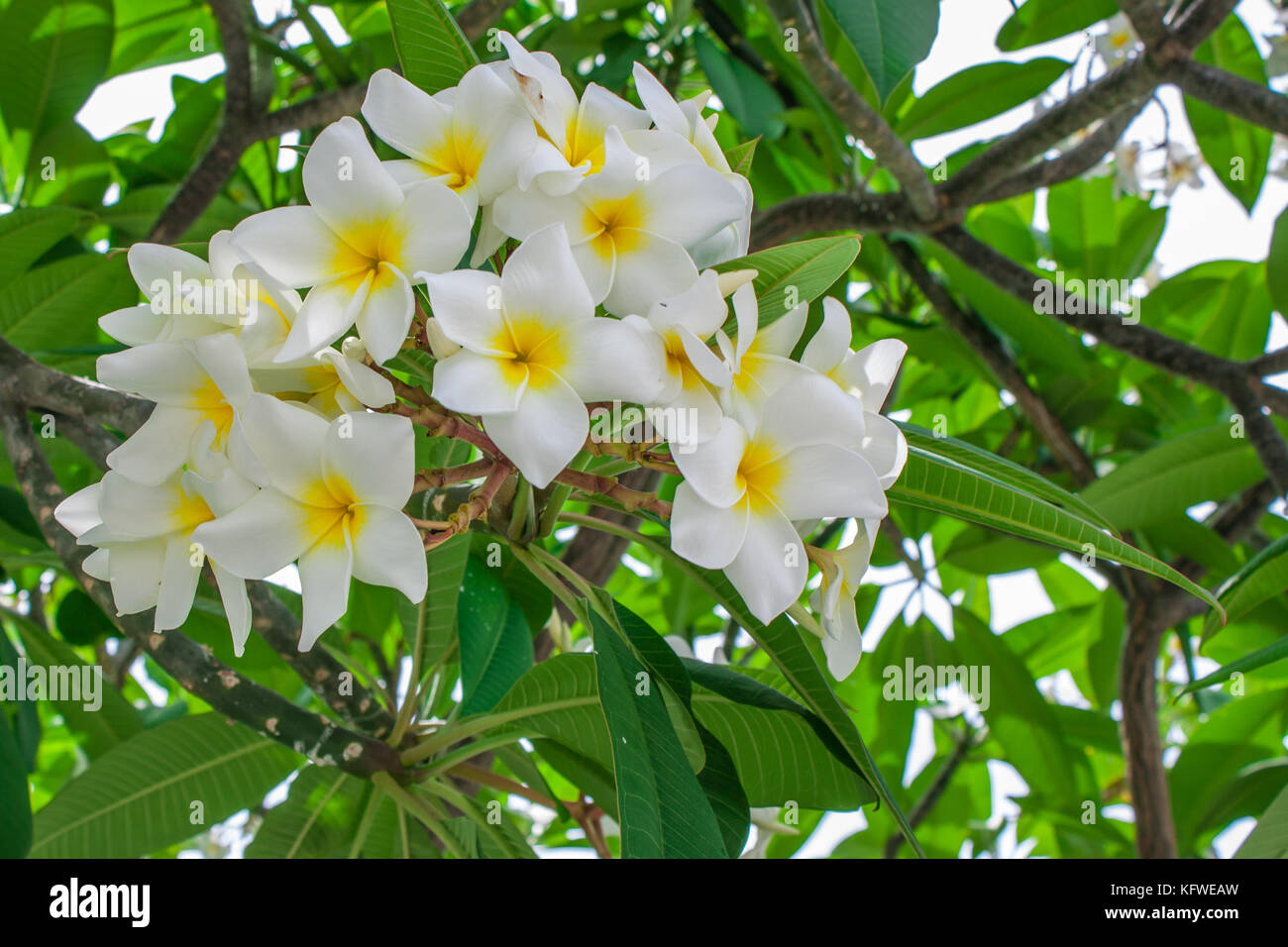 Sur l'arbre plumeria plumeria (frangipanier fleurs tropicales Photo Stock -  Alamy
