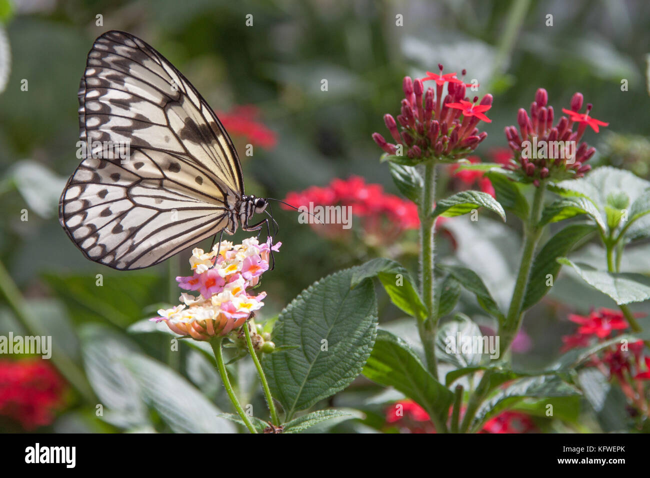 L'alimentation d'un papillon sur une fleur Banque D'Images