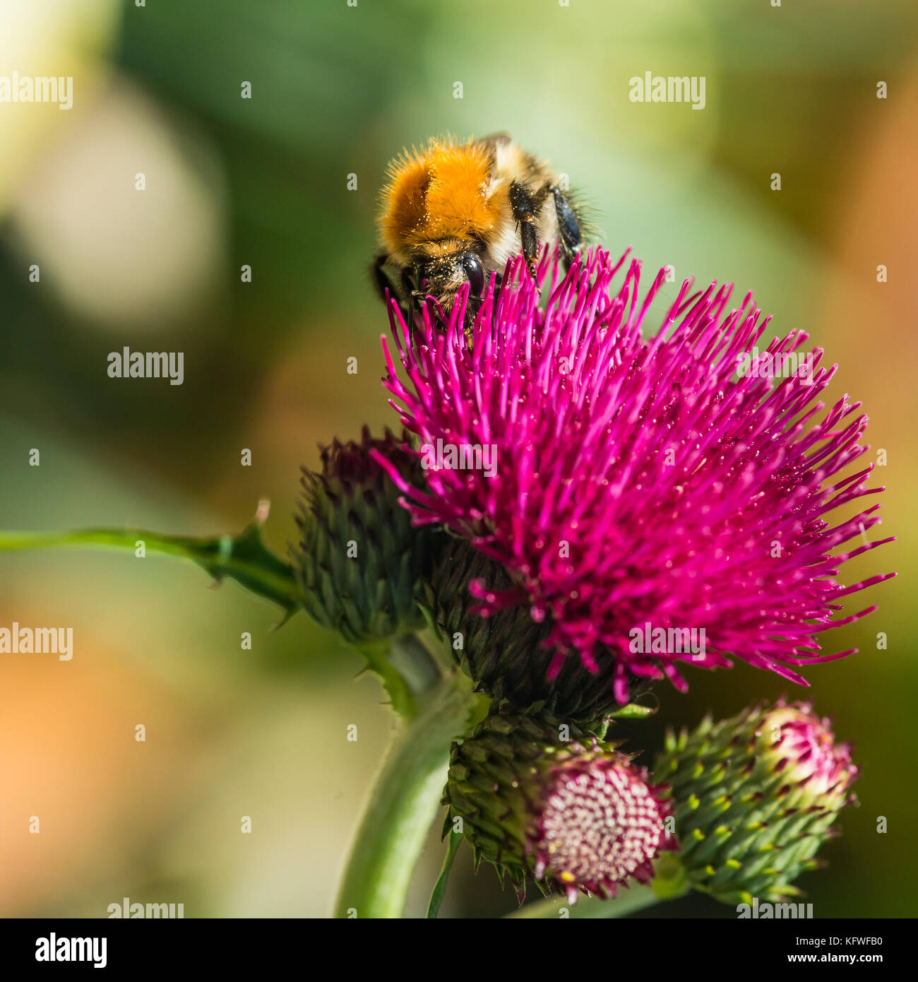 Un plan macro sur une carde de la collecte du pollen d'abeille commune à partir d'un cirsium fleurs. Banque D'Images