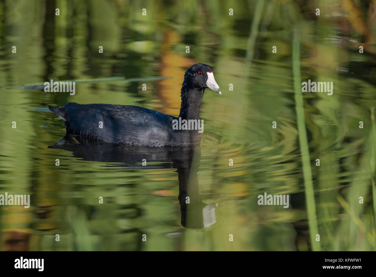 Foulque d'nage dans le marais avec des reflets dans l'eau Banque D'Images