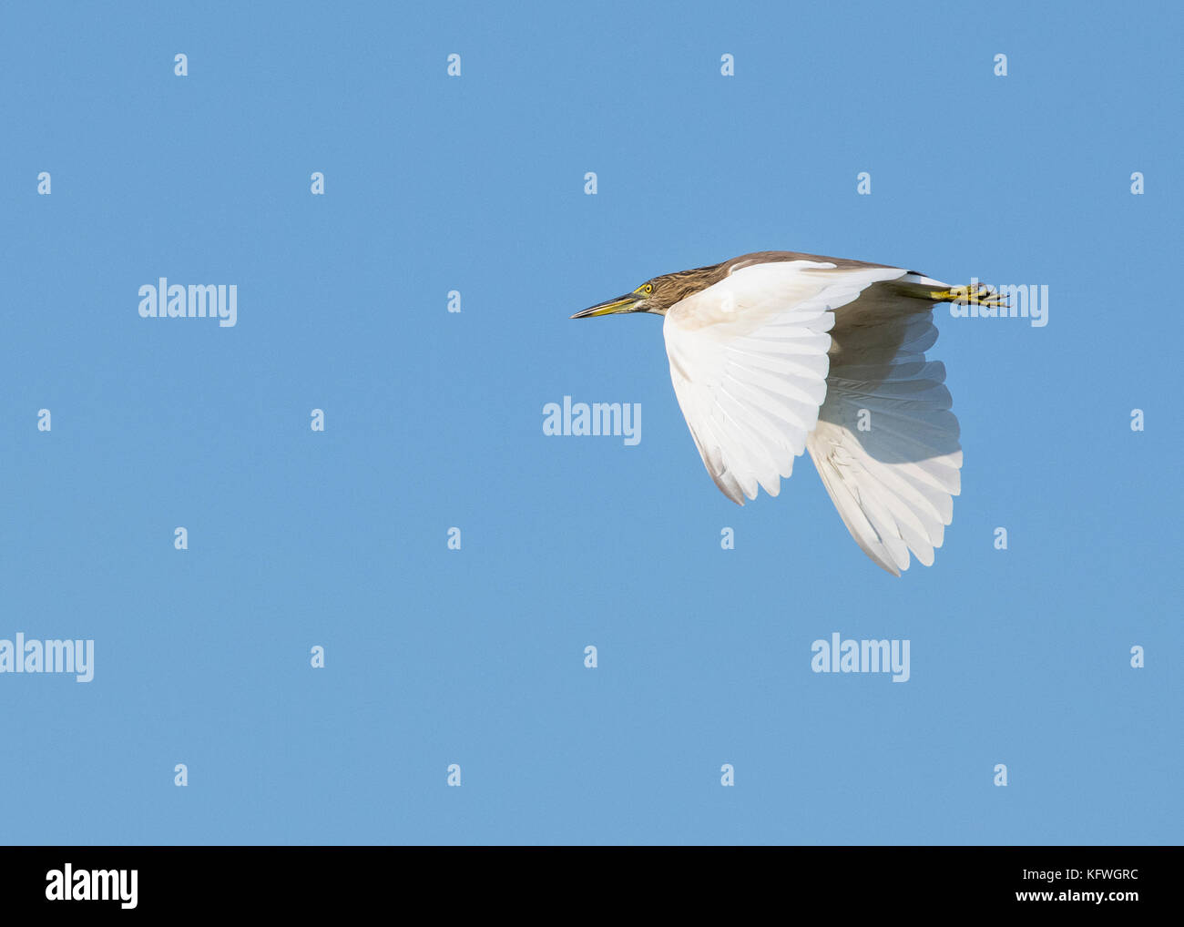 Indian Pond heron en vol sur fond de ciel bleu. Banque D'Images