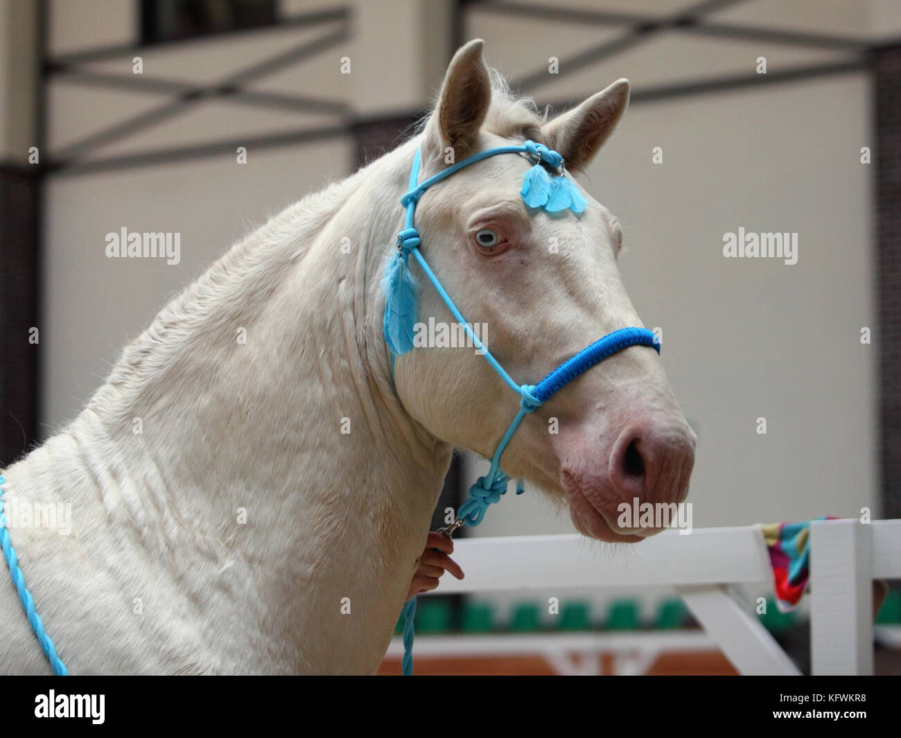 Cremello pur-sang cheval avec blue eye et la bride contre l'arrière-plan stable Banque D'Images