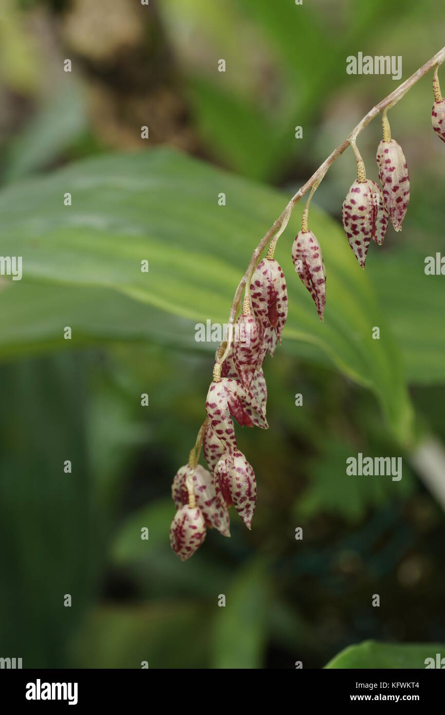 Stelis restrepioides Banque D'Images