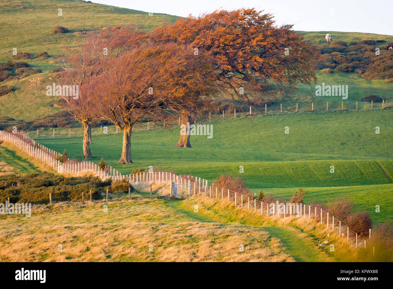 Denbighshire, Nord du Pays de Galles, Royaume-Uni 2017 Météo. La journée se termine avec ciel de compensation et des conditions calmes avec un magnifique coucher de soleil sur Denbighshire depuis le haut de la gamme Clwydian le long de l'Offa's Dyke Path près de Moel y Parc summit Banque D'Images