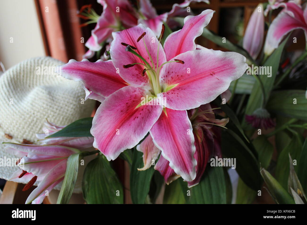 Star gazer lily in Bloom Banque D'Images