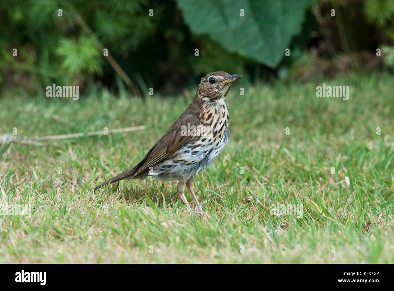 Grive musicienne, Turdus philomelos, sur la pelouse au jardin Banque D'Images