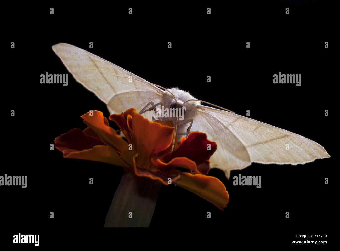 Ourapteryx sambucaria, c'est espèce de fleur, pollinisent la nuit dans le jardin, l'alimentation, de nectar, rétro-éclairage, Banque D'Images