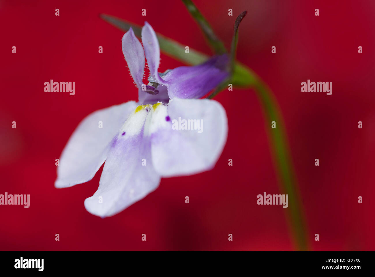 Lobelia fleur, jardin, uk, campanulaceae, violet, rouge, colorée, délicate,petites, macro Banque D'Images