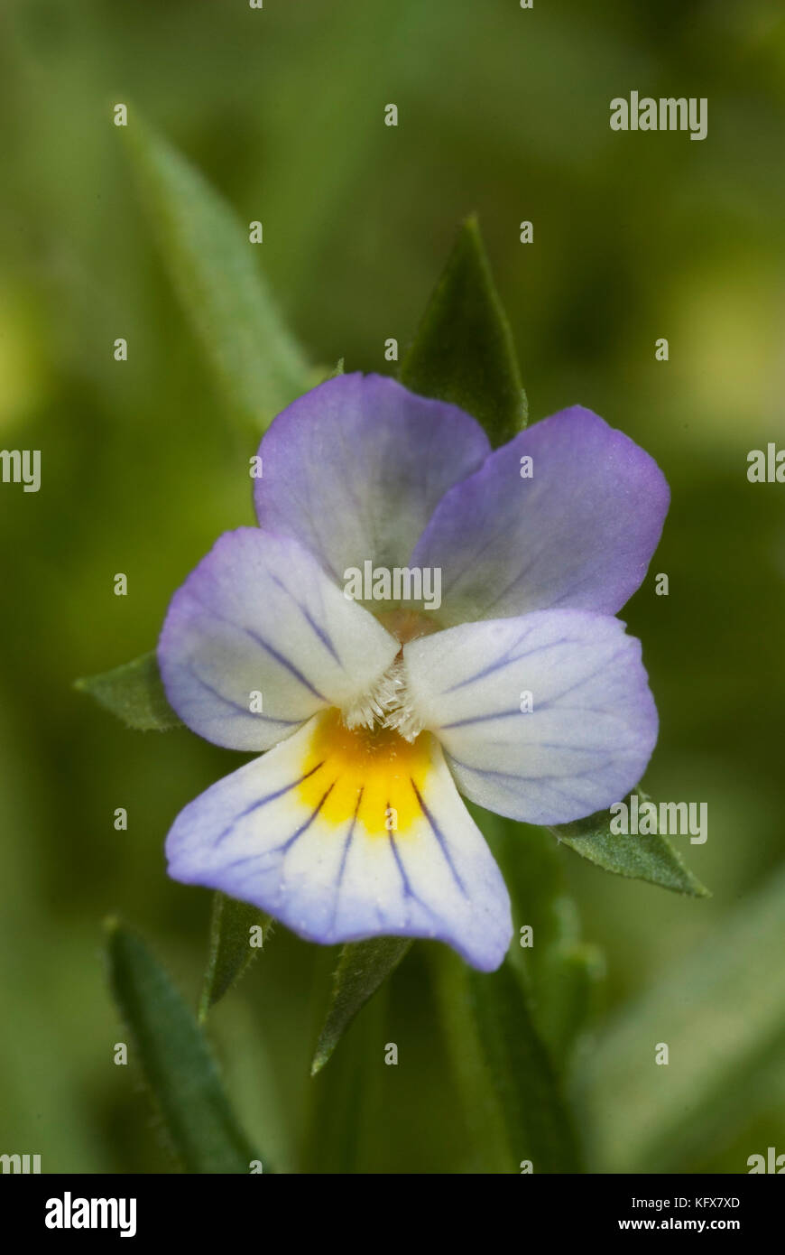 Violet et jaune, viola violaceae, pansy fleur, jardin, uk Banque D'Images