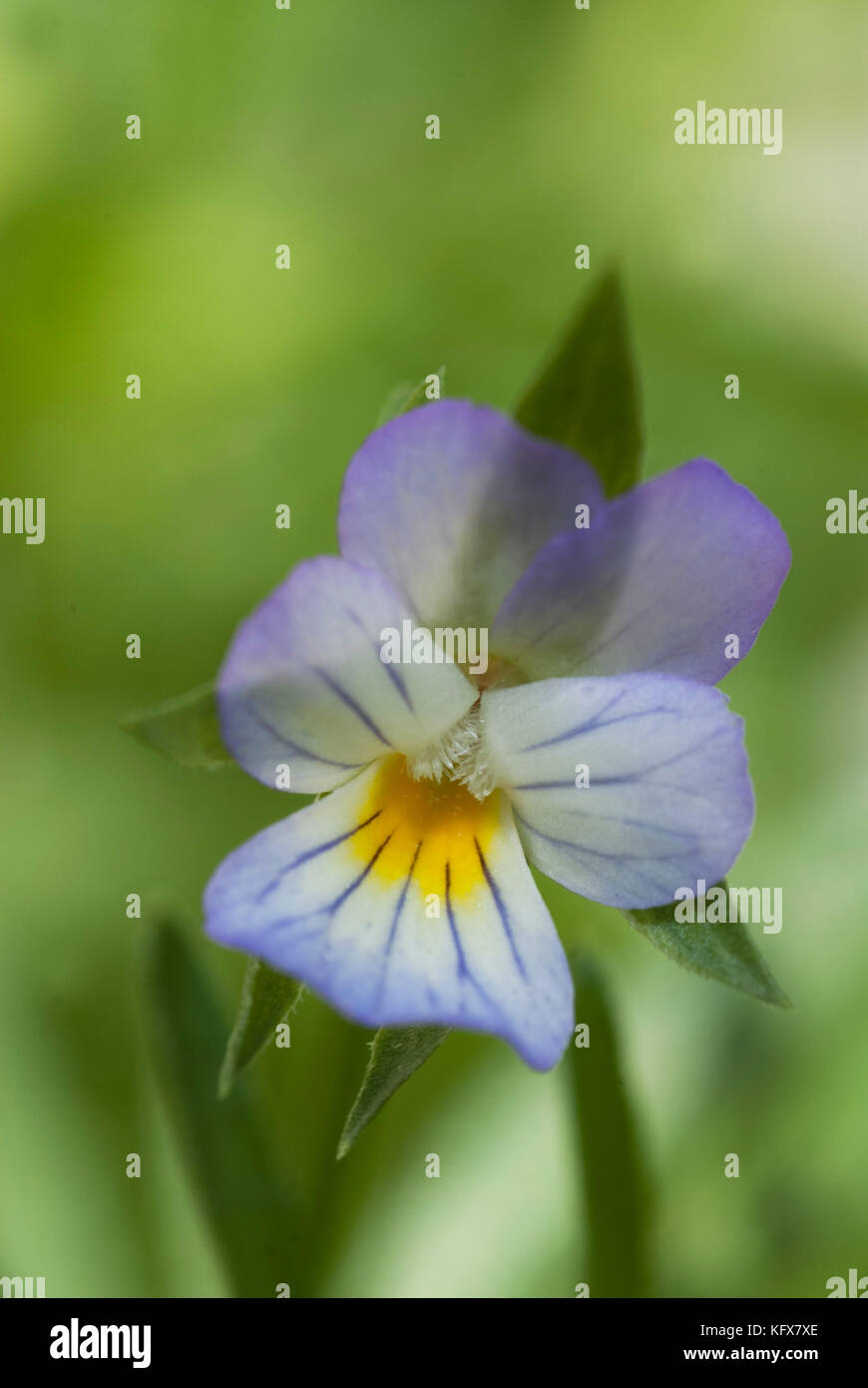 Violet et jaune, viola violaceae, pansy fleur, jardin, uk Banque D'Images
