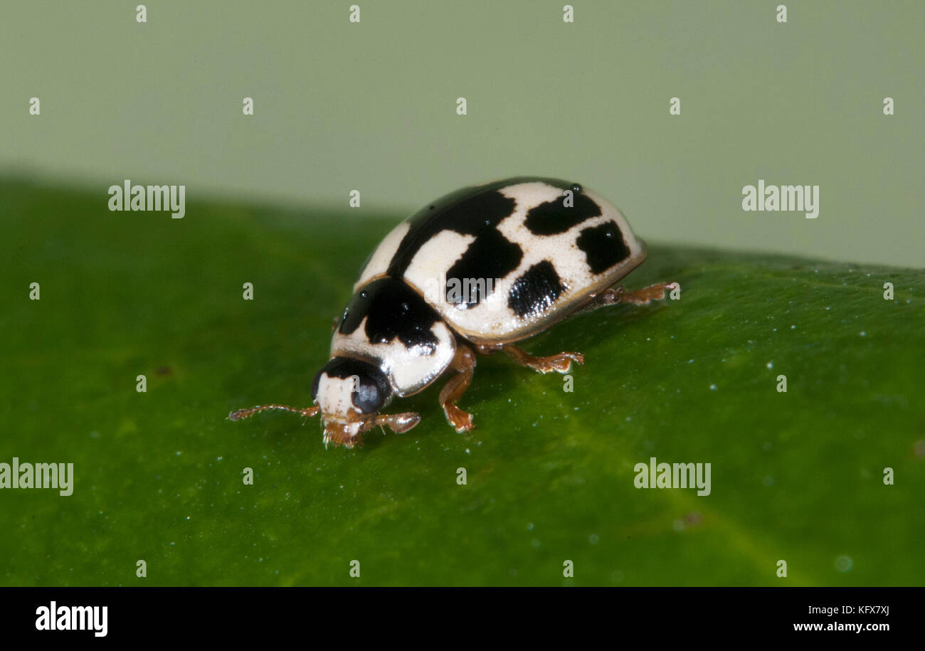 14 Points Propylea Quatuordecimpunctata Coccinelle Uk Jardin Noir Et Blanc Petit Macro Photo Stock Alamy