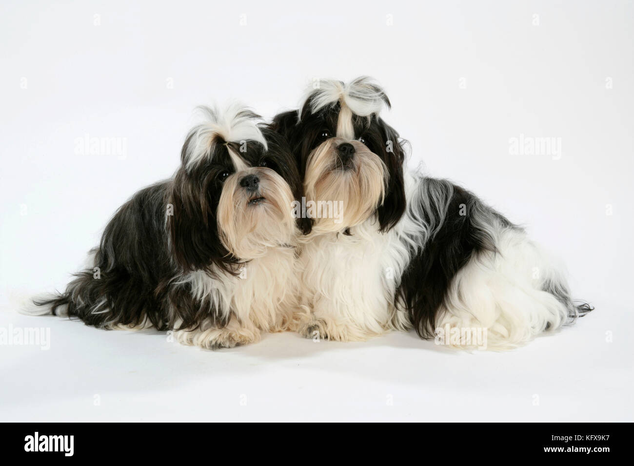 Chien - chiots Shih-tzu noir et blanc Banque D'Images
