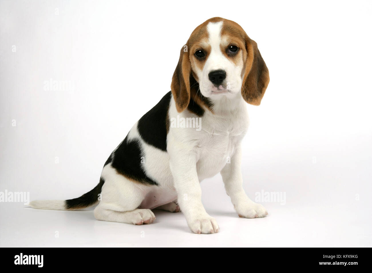 Chien - Beagle Puppy assis Banque D'Images