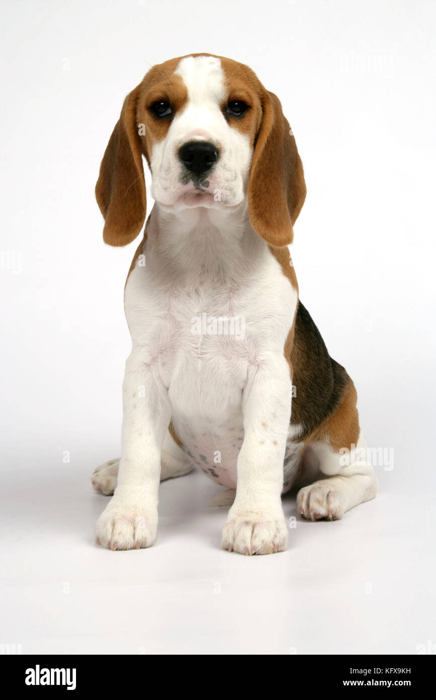 Chien - Beagle Puppy assis Banque D'Images