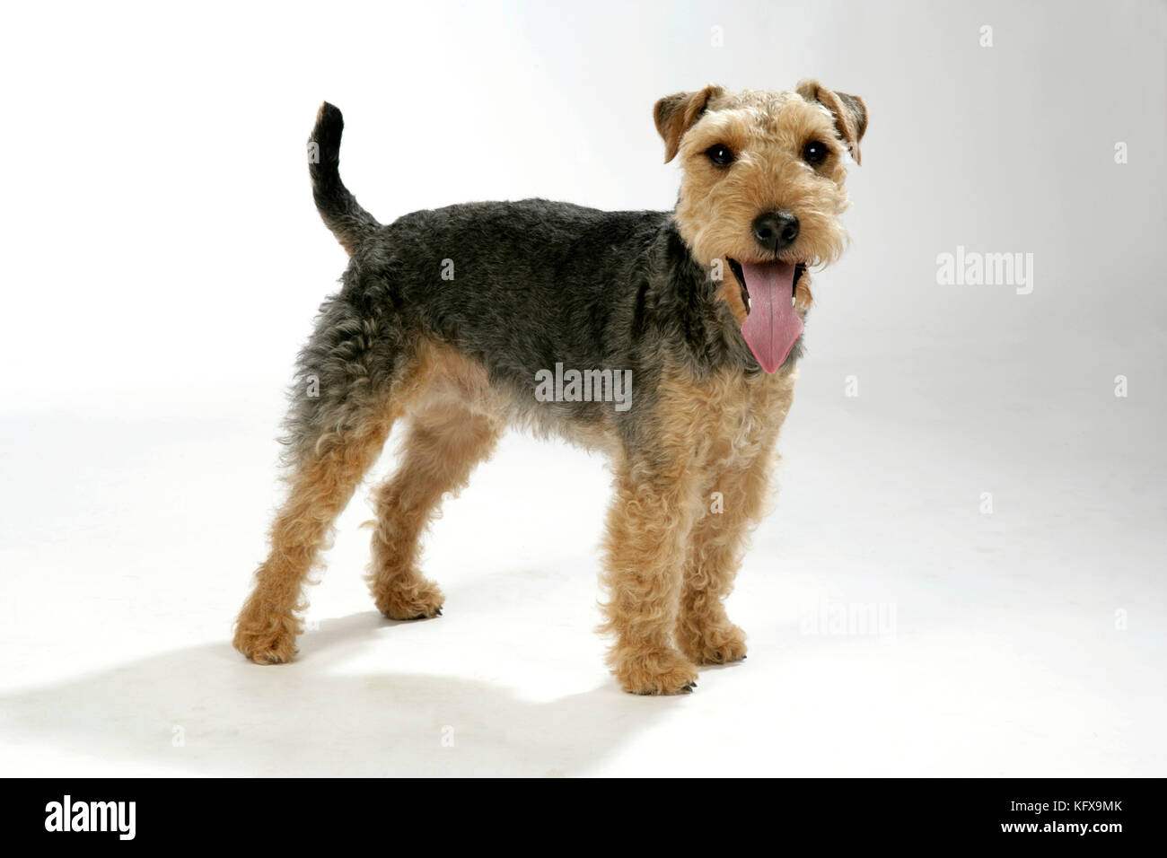 Chien - Lakeland Terrier debout en panting Banque D'Images