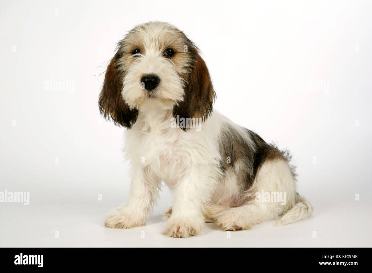 Chien - petit Basset Griffon Vendeen chiot - 4 mois Banque D'Images