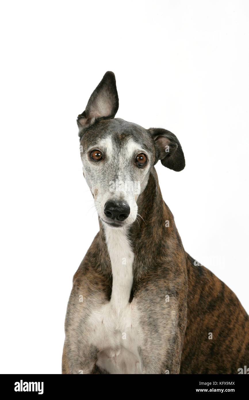 Chien - Dark Brindle et blanc Greyhound Banque D'Images