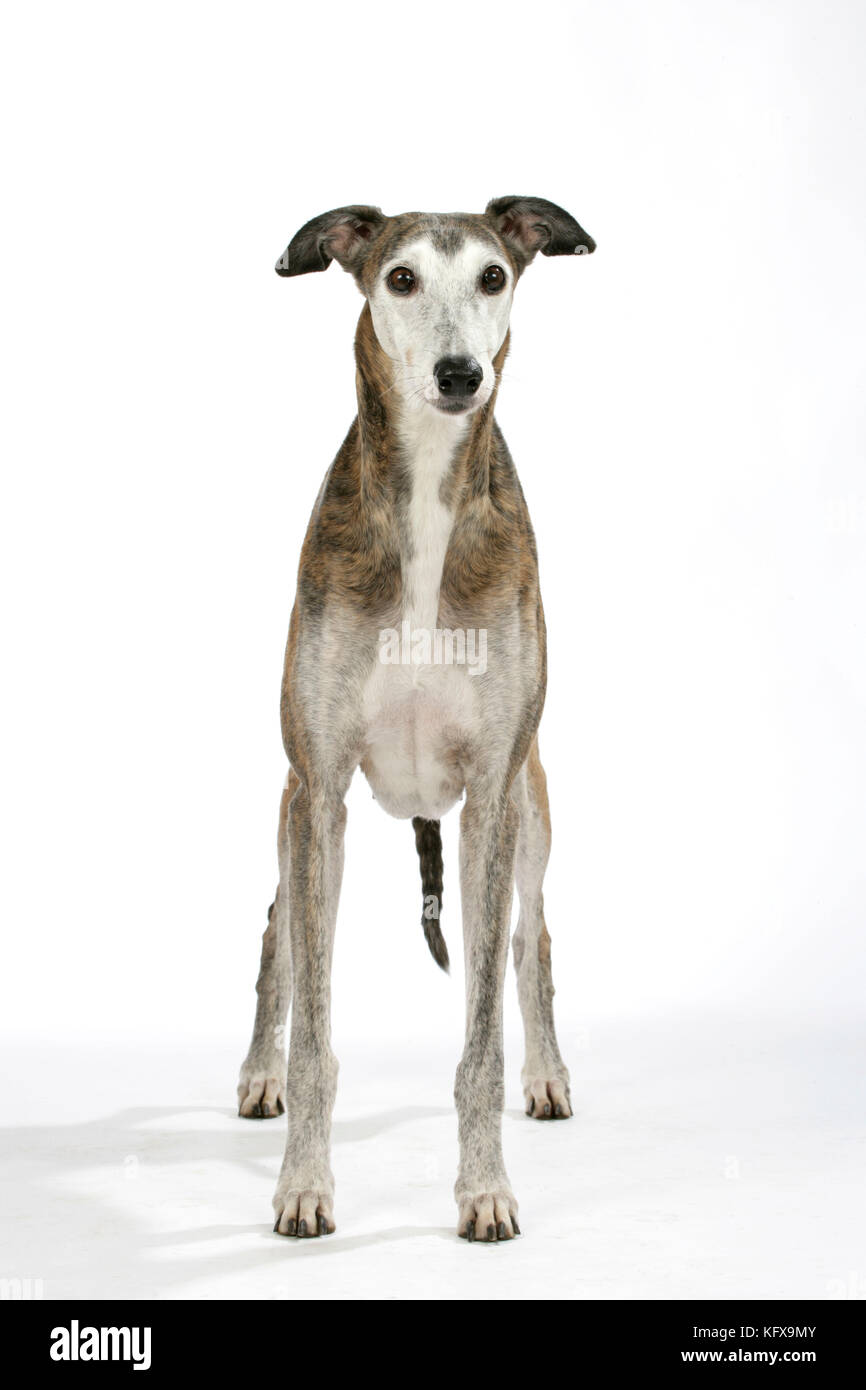 Chien - Dark Brindle et blanc Greyhound Banque D'Images