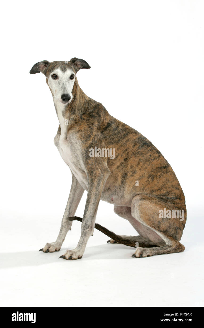 Chien - Dark Brindle et blanc Greyhound Banque D'Images