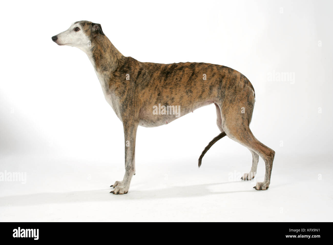 Chien - Dark Brindle et blanc Greyhound Banque D'Images