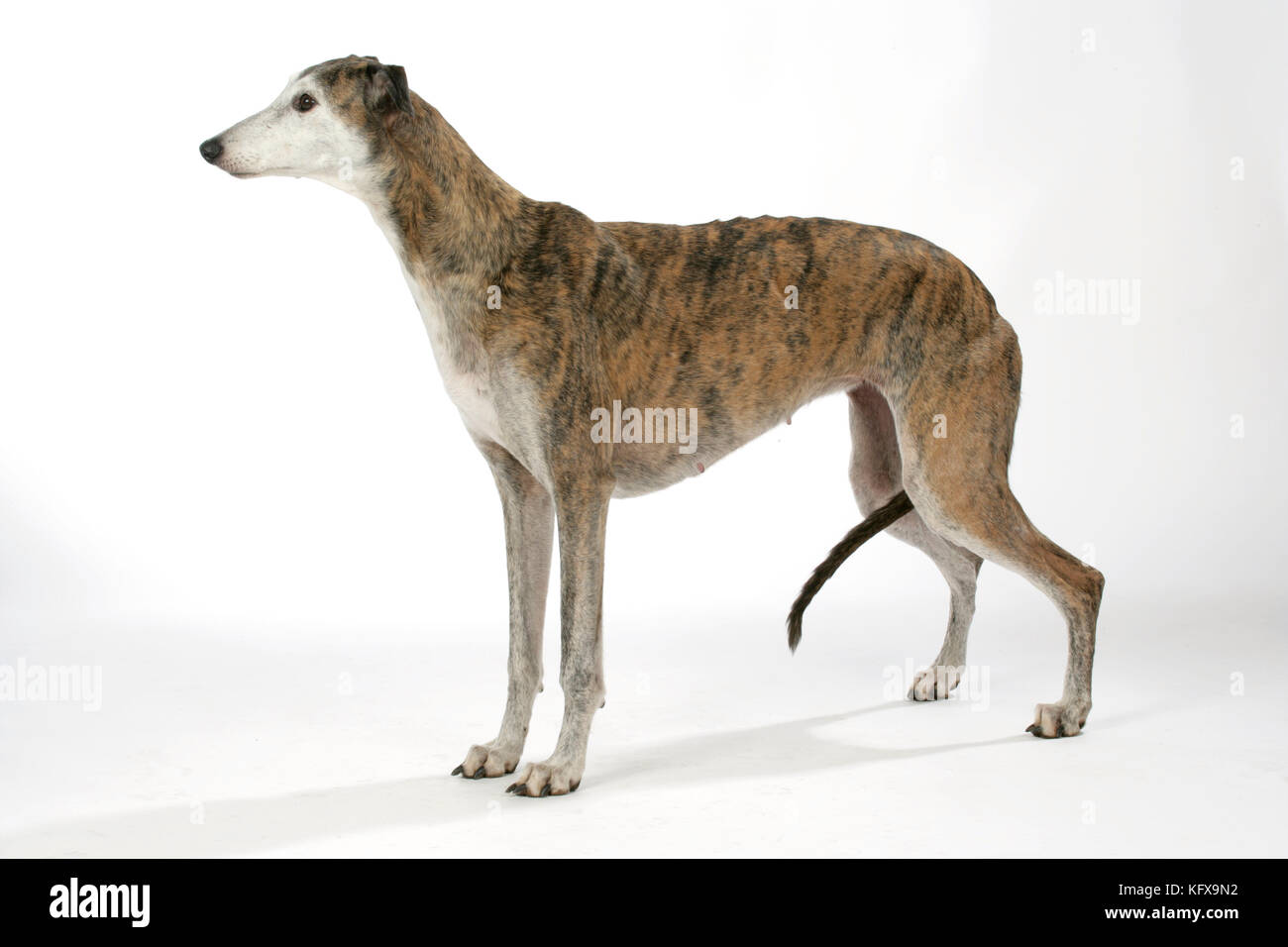 Chien - Dark Brindle et blanc Greyhound. Banque D'Images