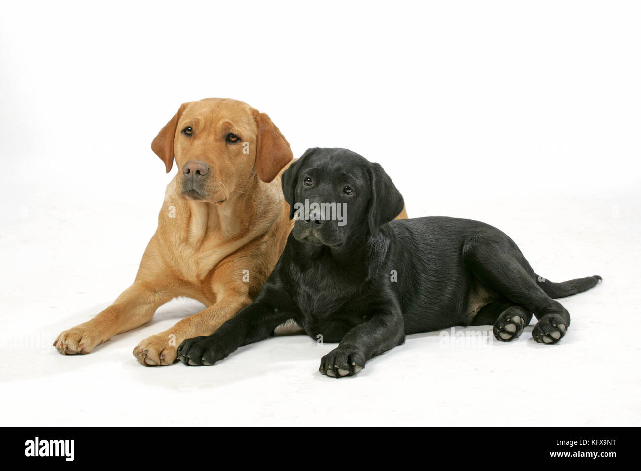 Chiens - Labrador jaune et Labrador noir chiot - couché. Banque D'Images