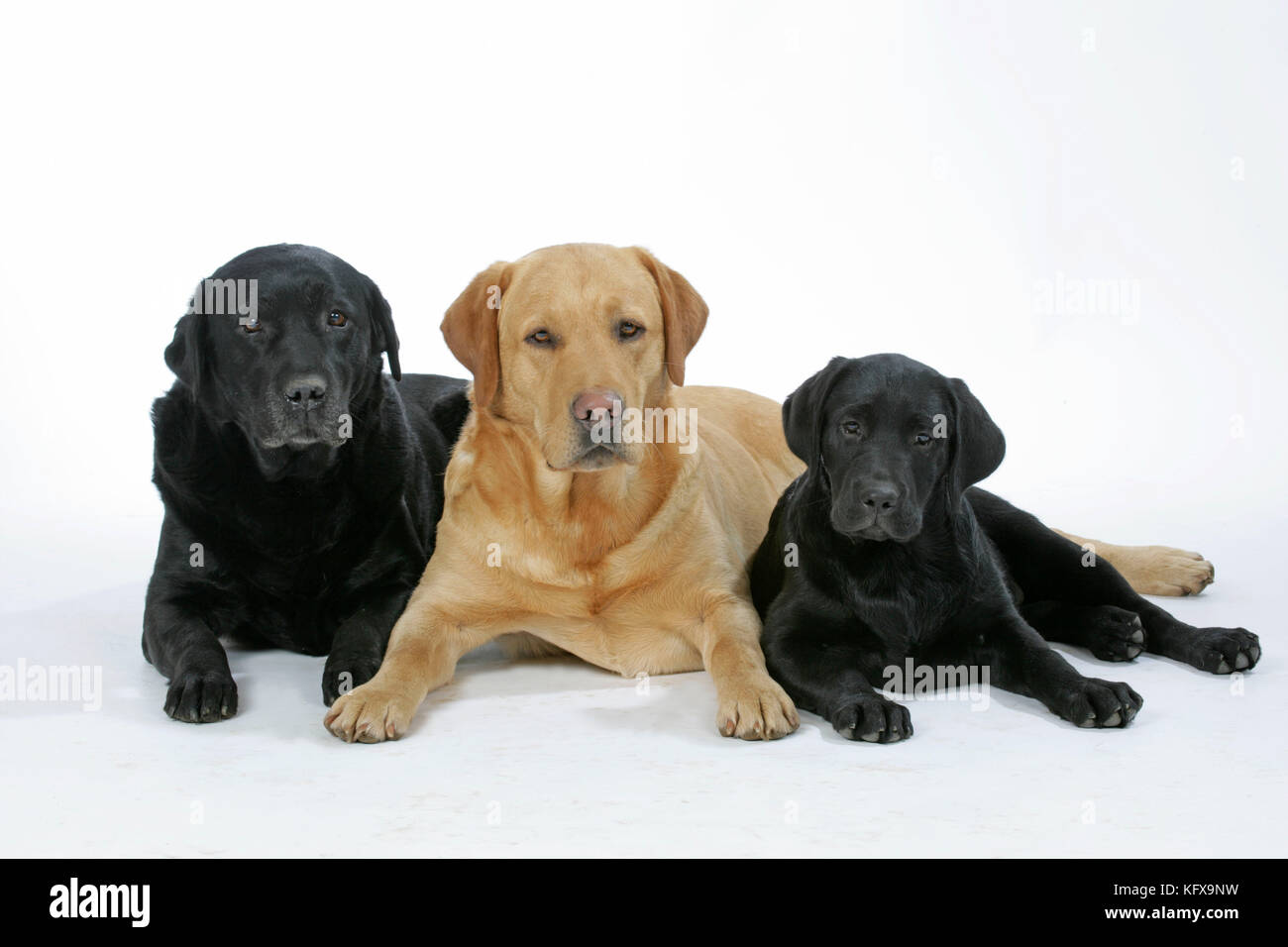 Chiens - Labradors noirs et jaunes avec chiot Labrador noir - couché. Banque D'Images