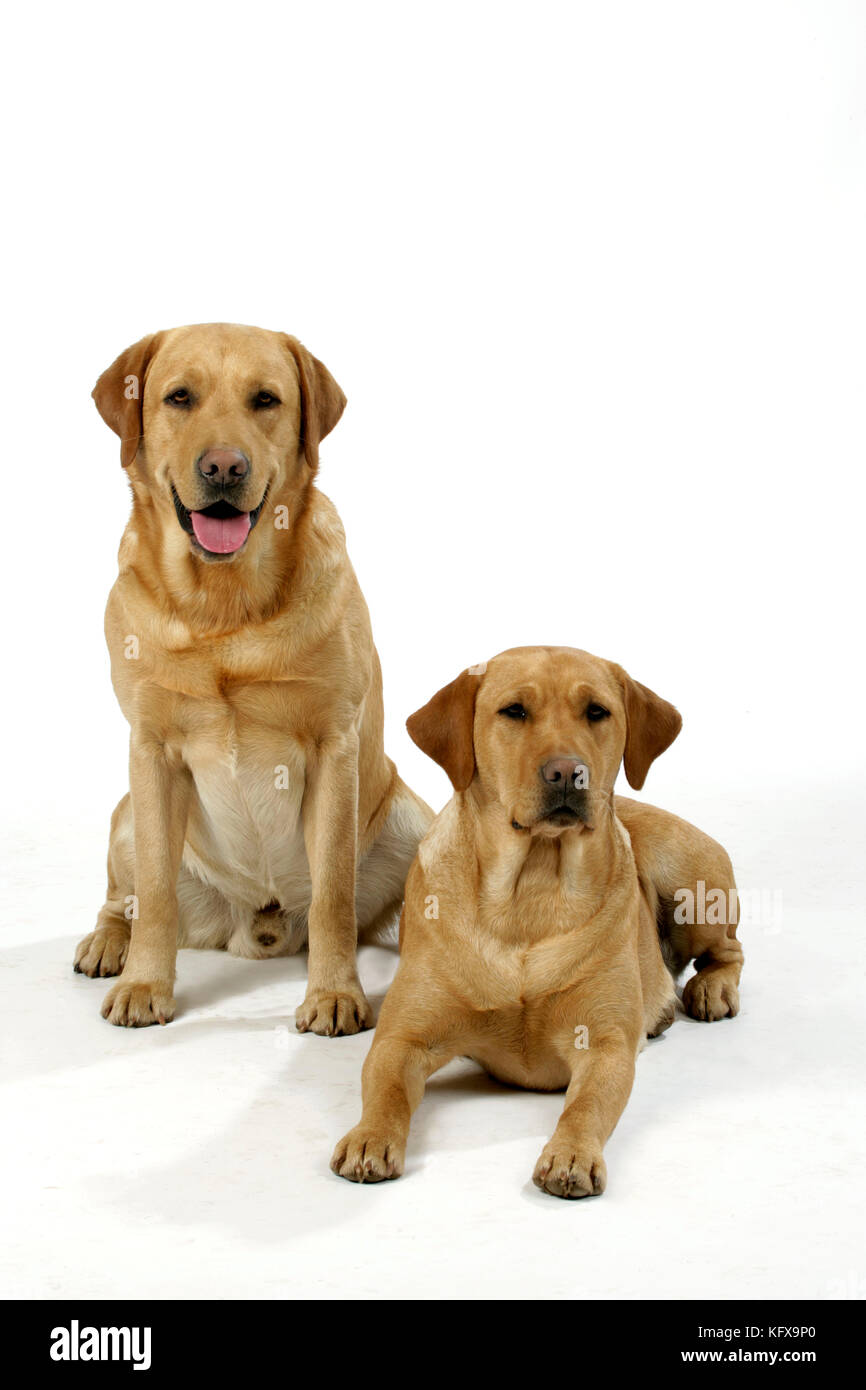 Chiens - Labradors jaunes - hommes et femmes Banque D'Images Chiens - Labradors jaunes - hommes et femmes Banque D'Images