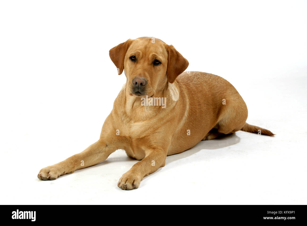 Chien - Labrador jaune - couché. Banque D'Images
